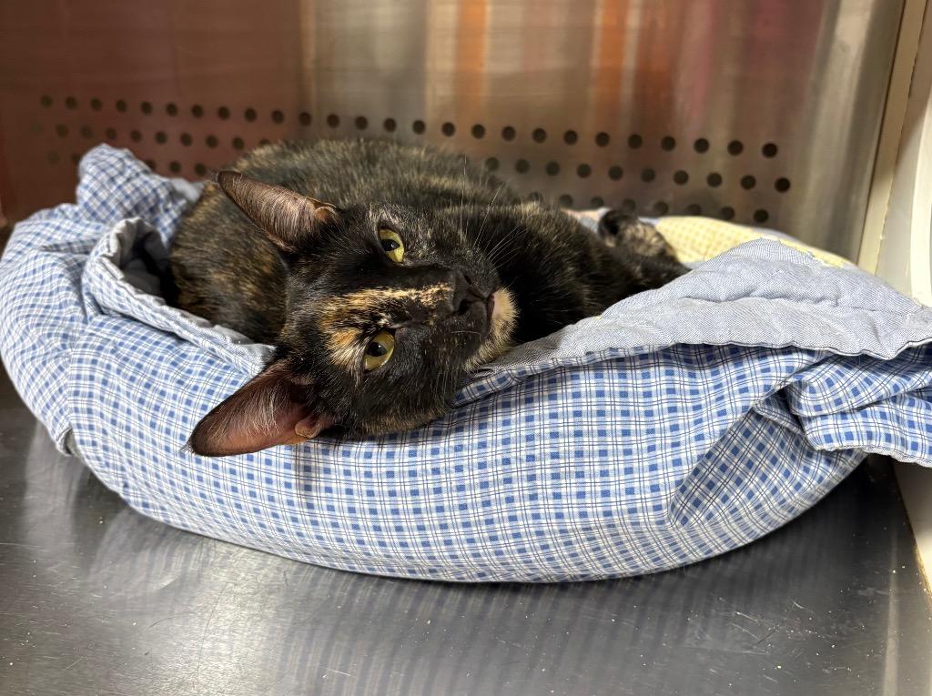 Enlarge Darleene NM, a Adoptable mixed breed in Fort Lupton, CO image 3/4