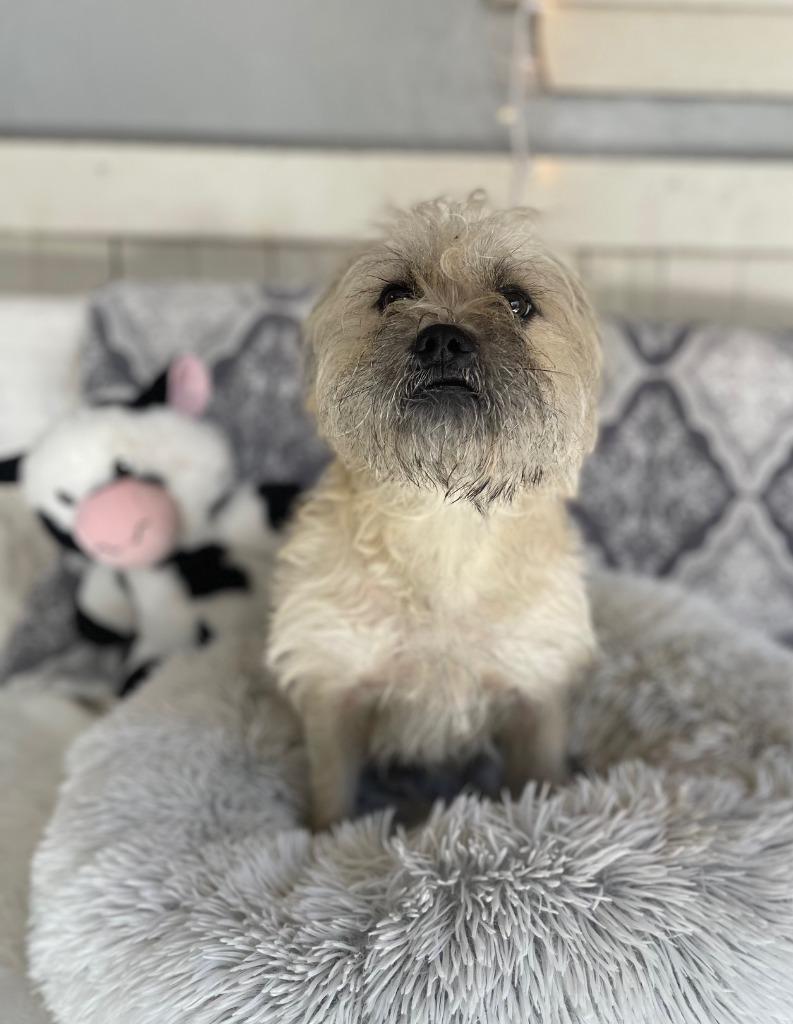 Enlarge Papa Cody, a Adoptable mixed breed in Fort Worth, TX image 1/2