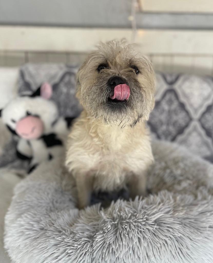 Enlarge Papa Cody, a Adoptable mixed breed in Fort Worth, TX image 2/2