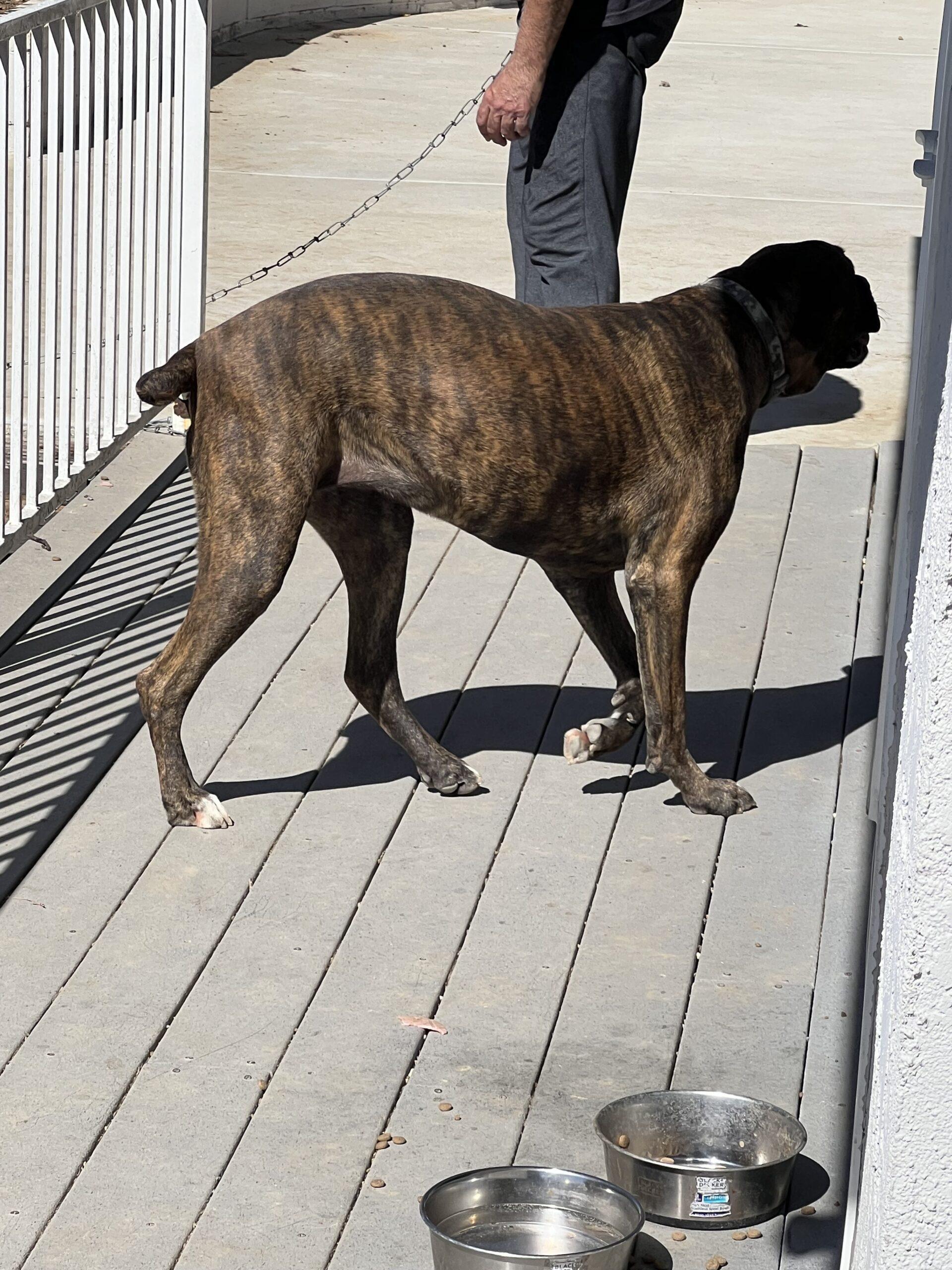 z (Courtesy Listing) Lola, a Adoptable mixed breed in Encinitas, CA image 2/4