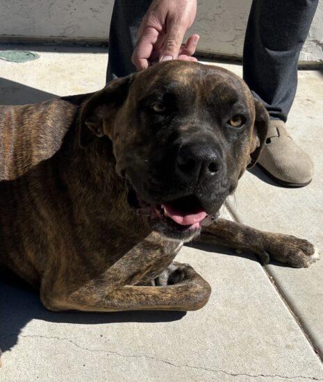 z (Courtesy Listing) Lola, a Adoptable mixed breed in Encinitas, CA image 1/4