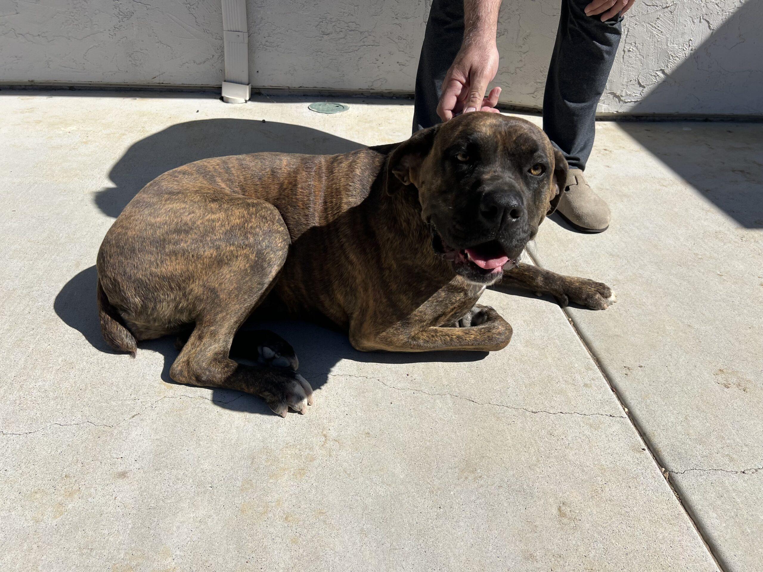 z (Courtesy Listing) Lola, a Adoptable mixed breed in Encinitas, CA image 3/4