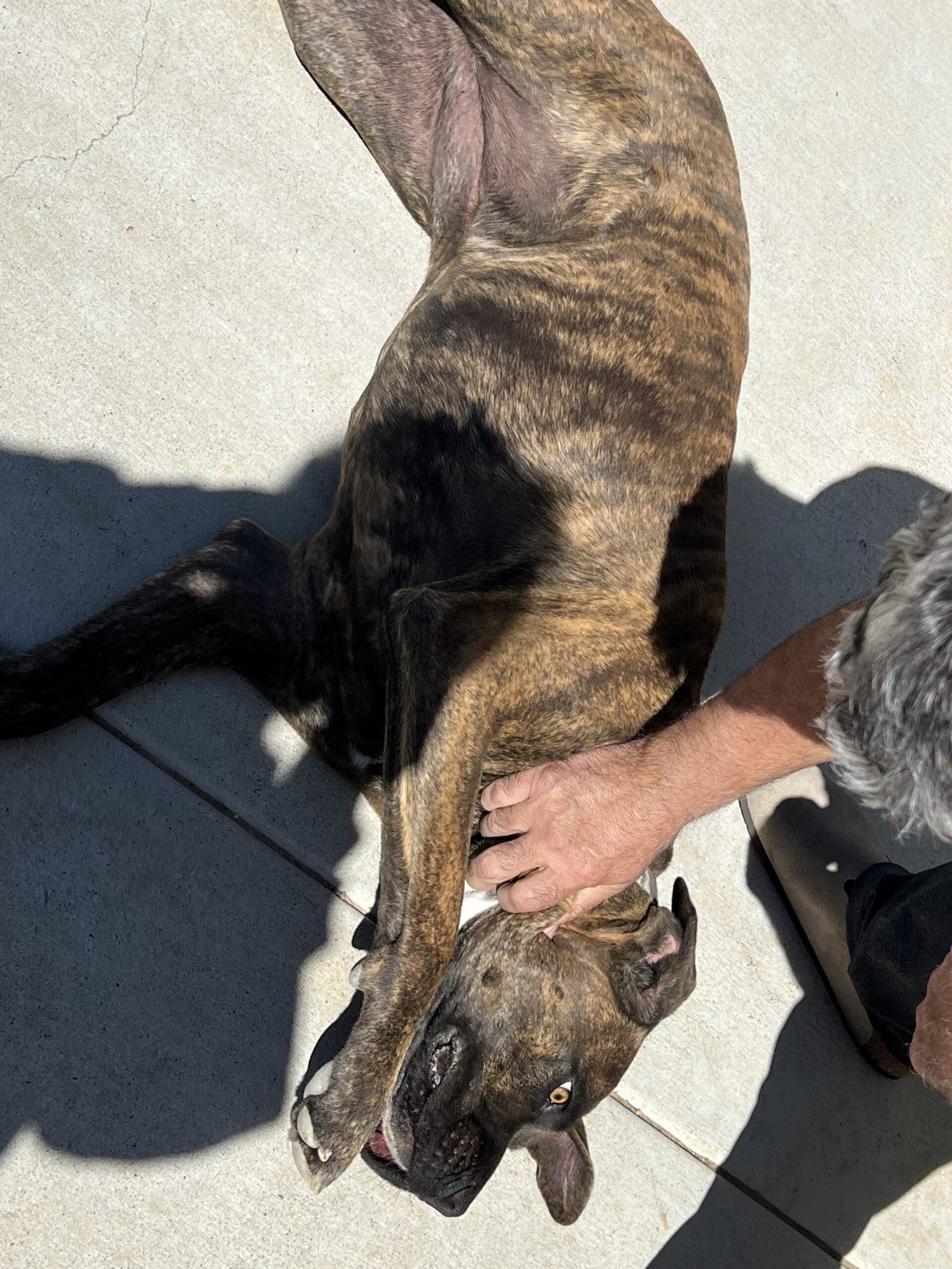 z (Courtesy Listing) Lola, a Adoptable mixed breed in Encinitas, CA image 4/4