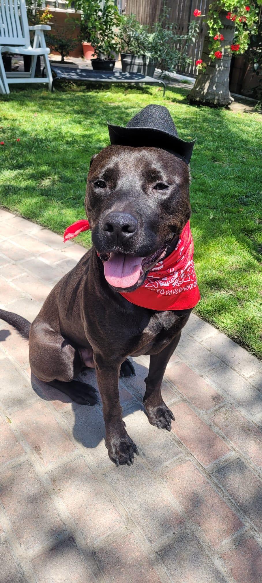 Chance, a Adoptable Staffordshire Bull Terrier in santa monica, CA image 4/6