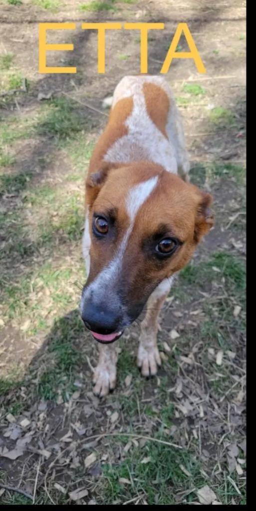 Enlarge Etta, a Adoptable Australian Cattle Dog / Blue Heeler in Indianapolis, IN image 1/5