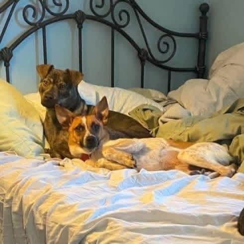 Enlarge Etta, a Adoptable Australian Cattle Dog / Blue Heeler in Indianapolis, IN image 2/5
