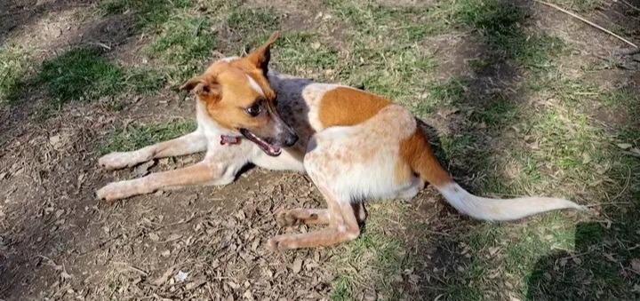 Enlarge Etta, a Adoptable Australian Cattle Dog / Blue Heeler in Indianapolis, IN image 4/5
