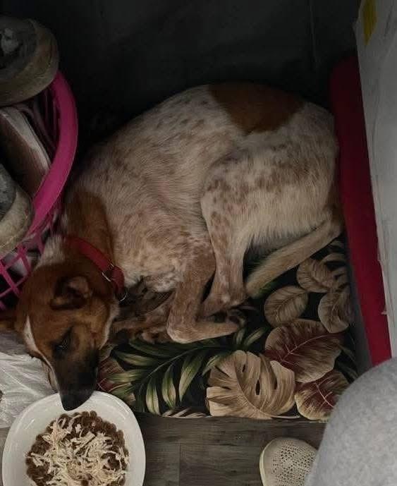 Enlarge Etta, a Adoptable Australian Cattle Dog / Blue Heeler in Indianapolis, IN image 5/5