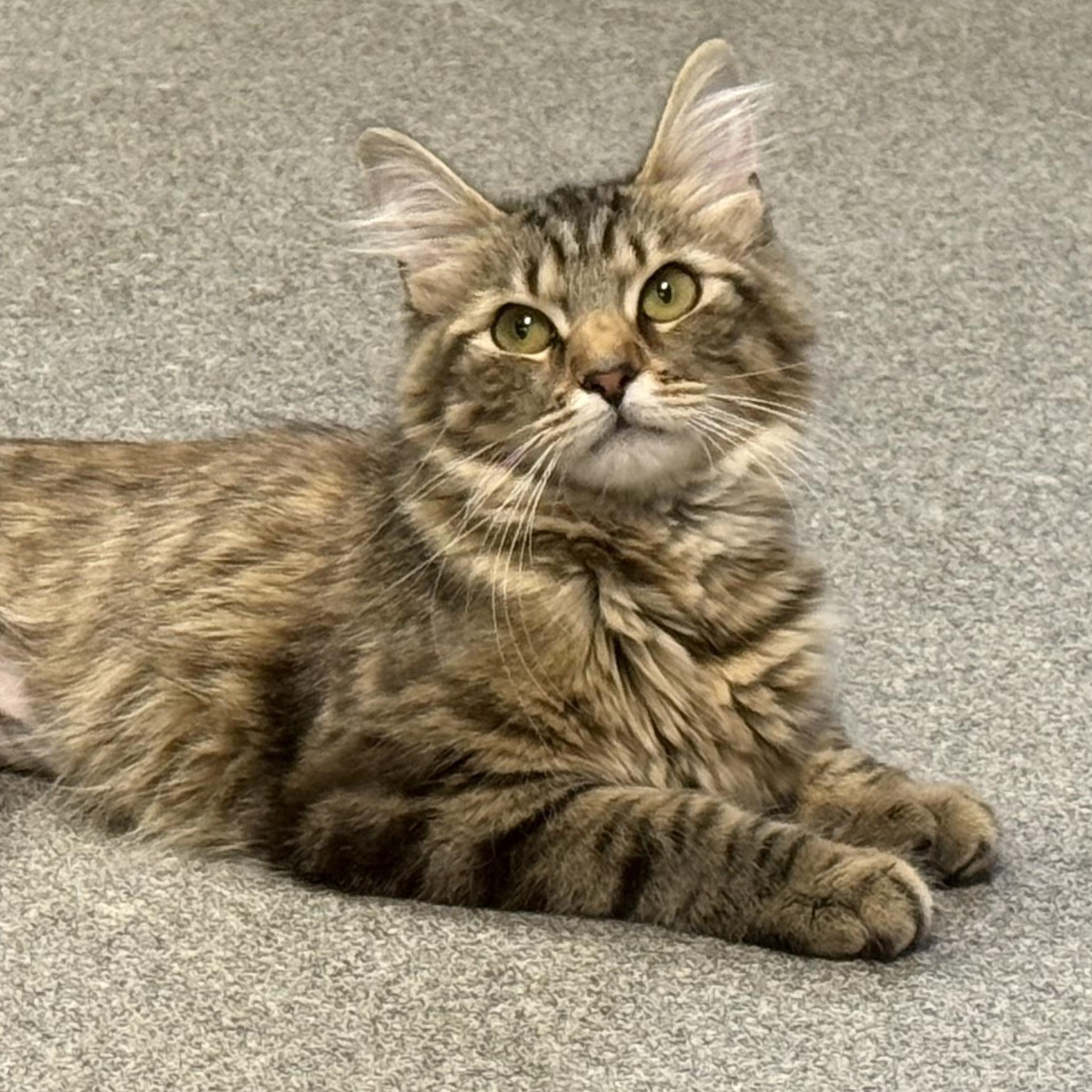 Tiki Toki, adopted, Young Female Domestic Medium Hair.