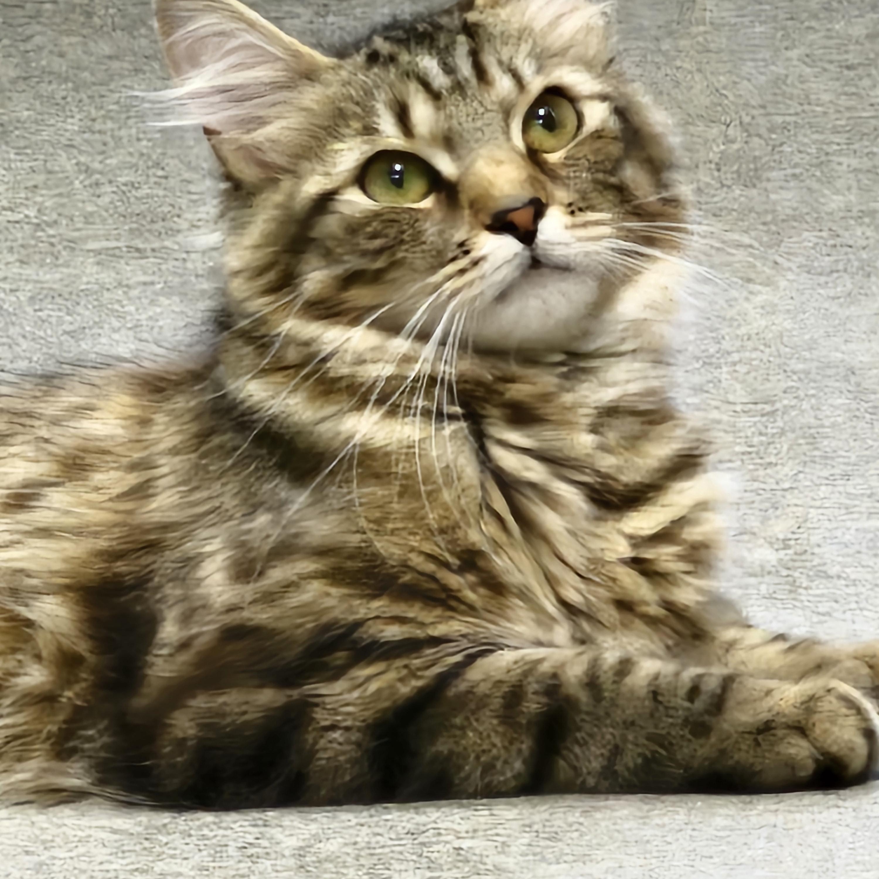 Enlarge Tiki Toki, an adopted Domestic Medium Hair in Stratford, CT image 4/4