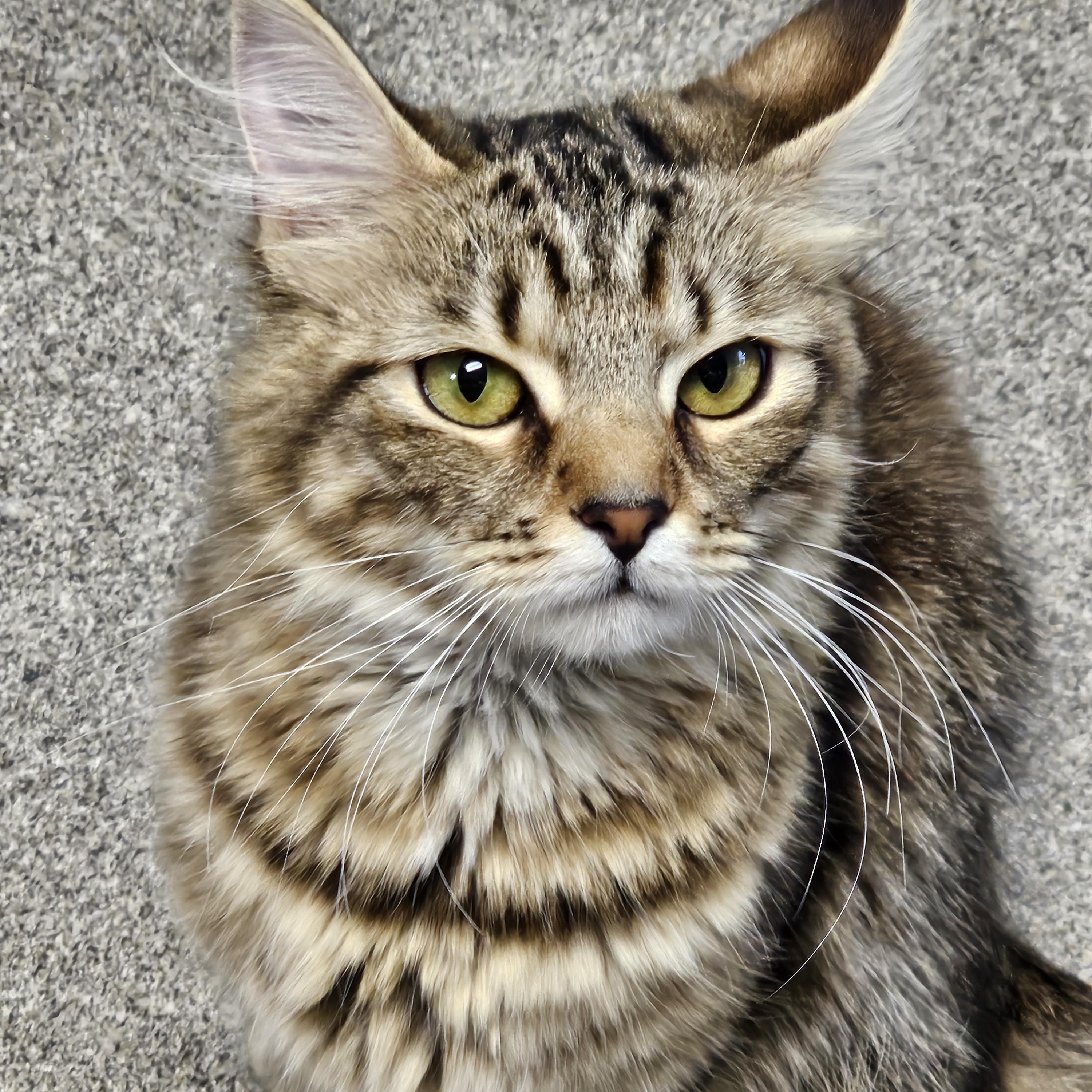 Enlarge Tiki Toki, an adopted Domestic Medium Hair in Stratford, CT image 3/4