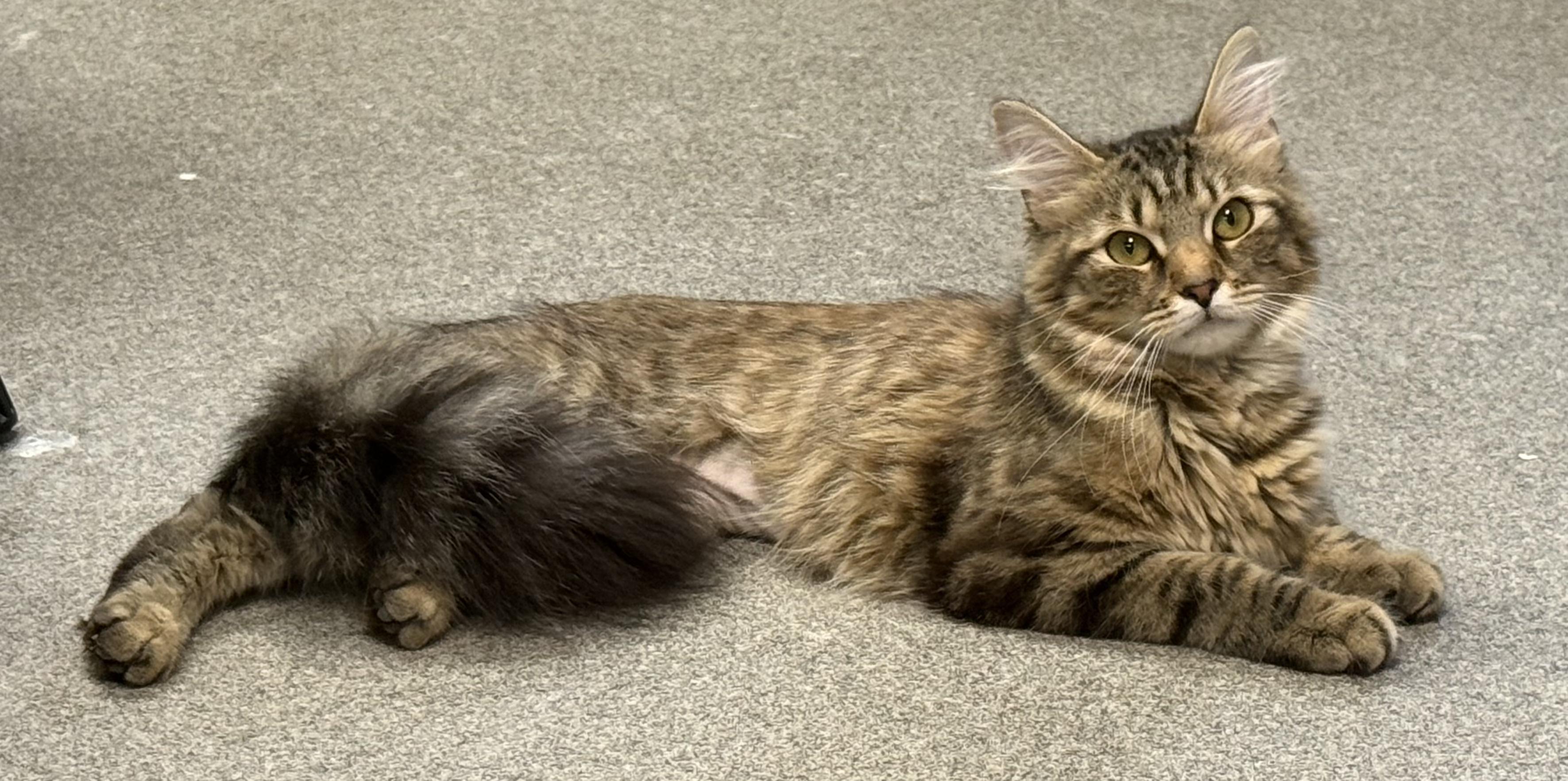 Enlarge Tiki Toki, an adopted Domestic Medium Hair in Stratford, CT image 2/4