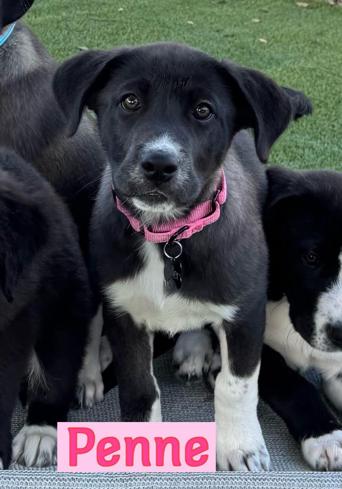 Pasta litter, adopted, Puppy Male Labrador Retriever & Catahoula Leopard Dog.