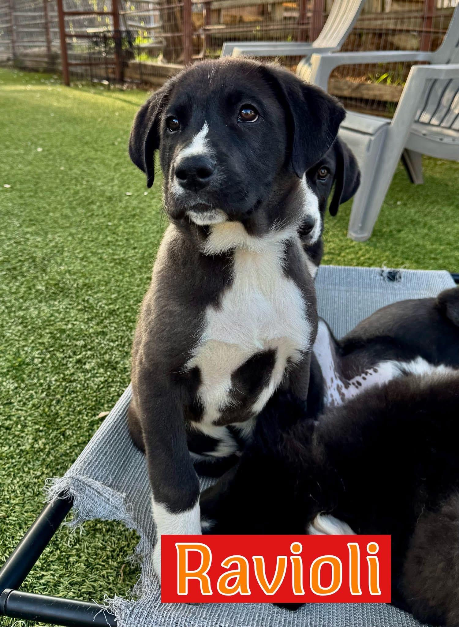 Enlarge Pasta litter, an adopted mixed breed in Keller, TX image 2/2