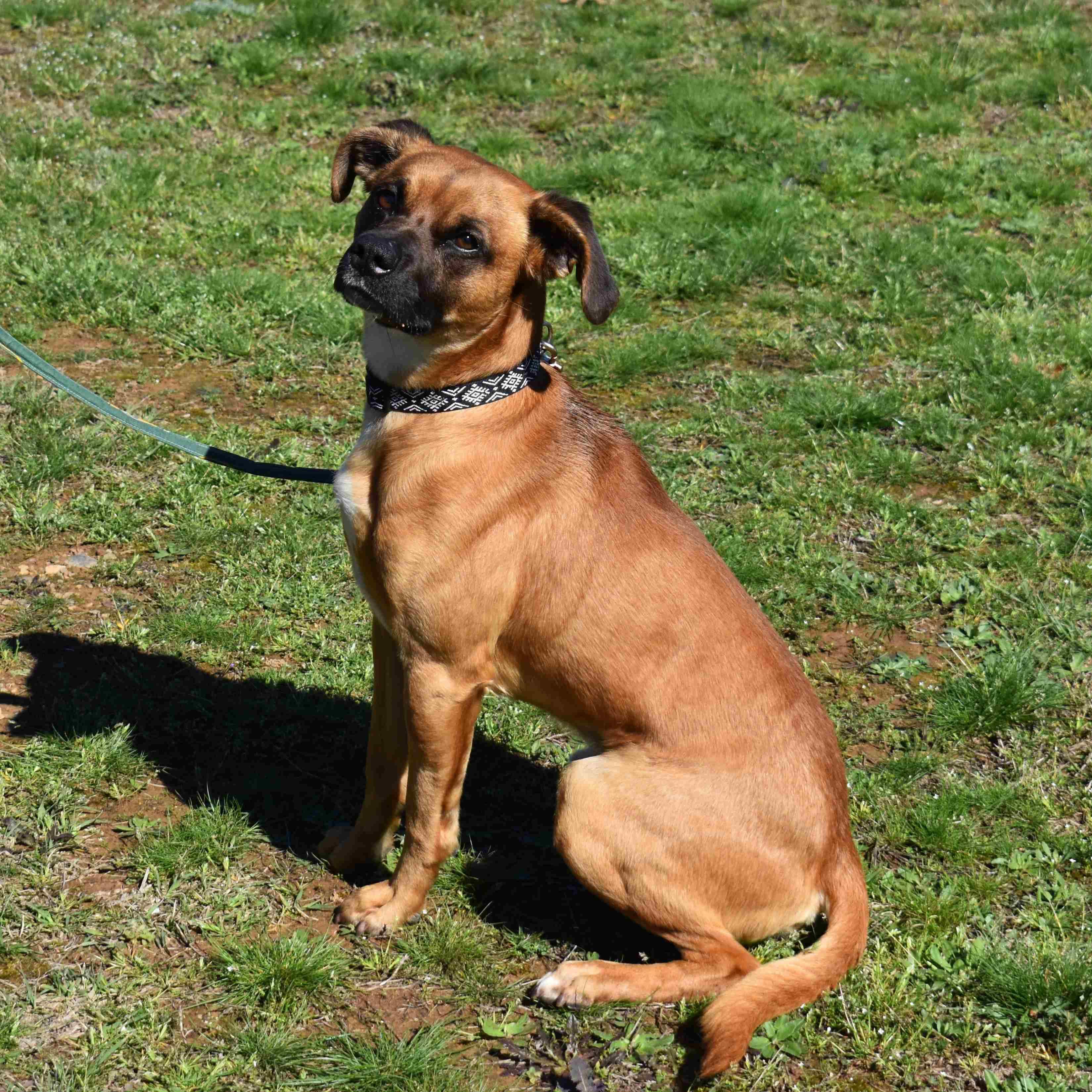 Dumas, a ADOPTABLE mixed breed in Searcy, AR image 6/6