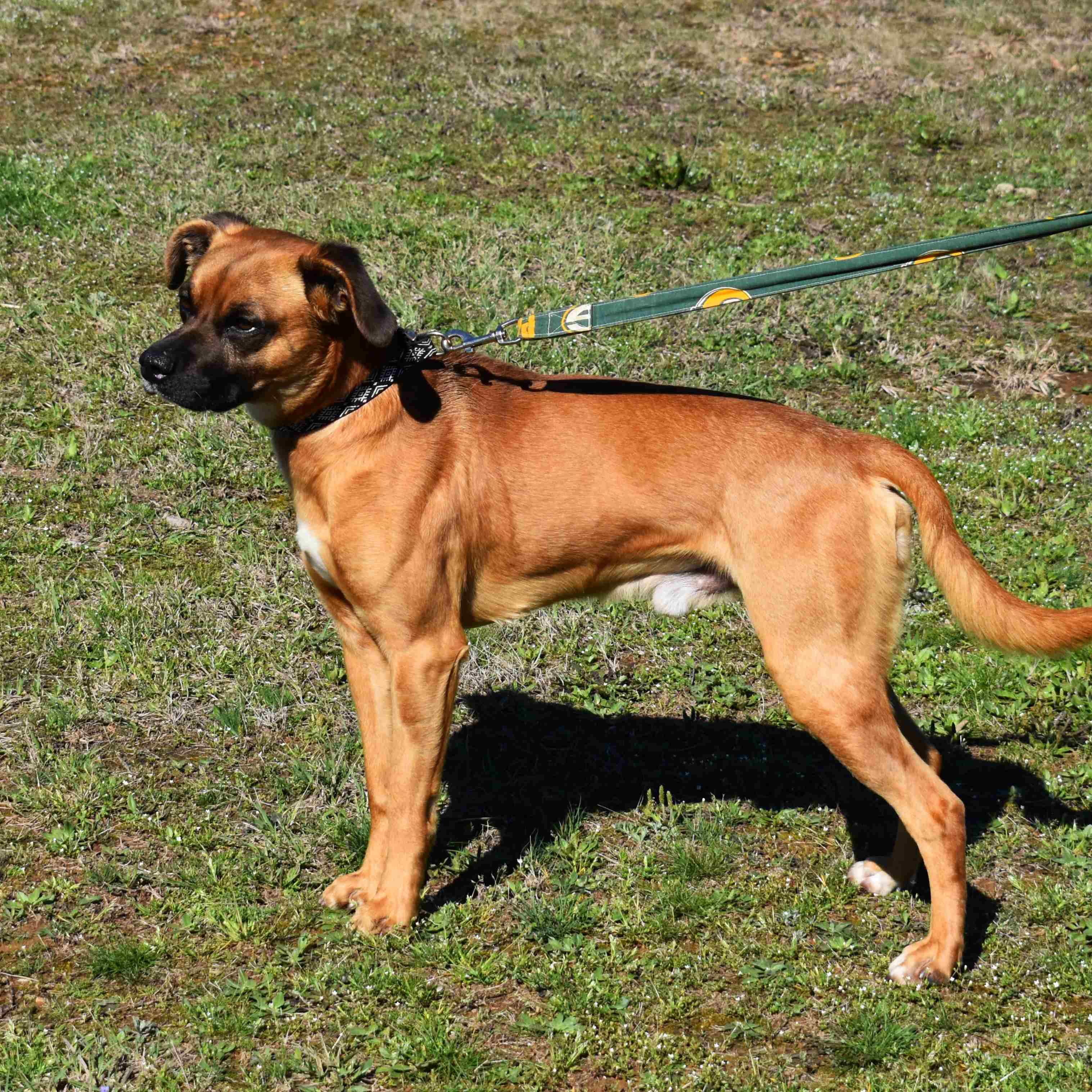 Dumas, a ADOPTABLE mixed breed in Searcy, AR image 3/6