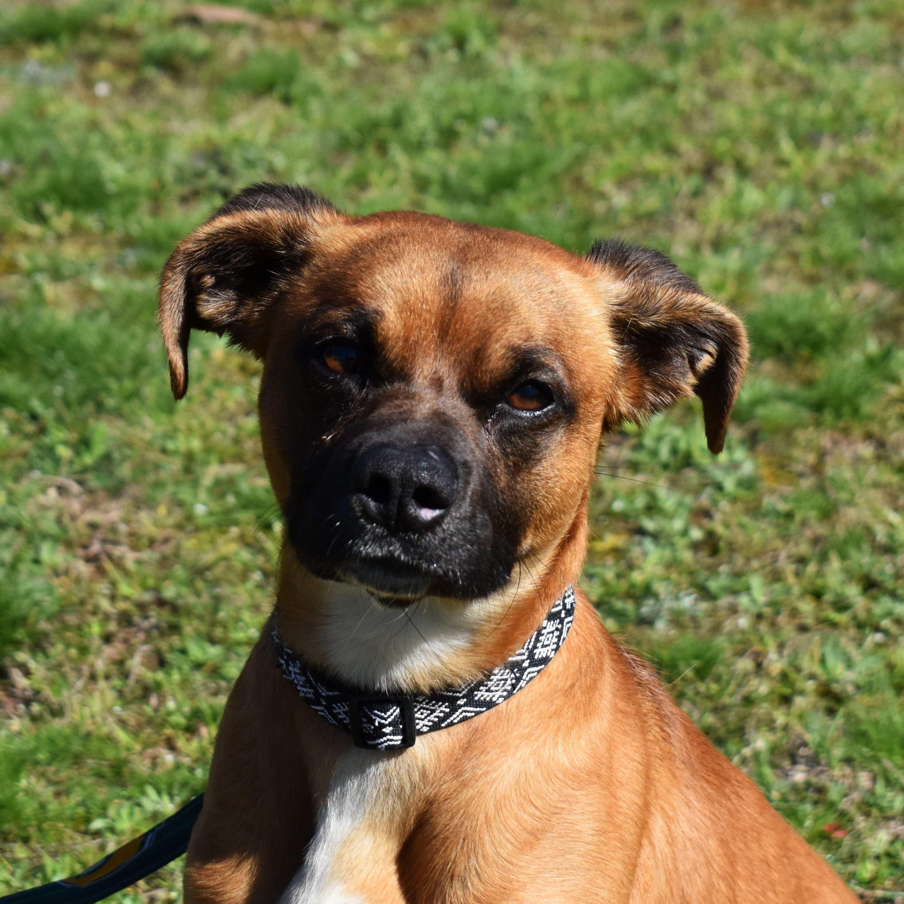 Dumas, a ADOPTABLE mixed breed in Searcy, AR image 4/6
