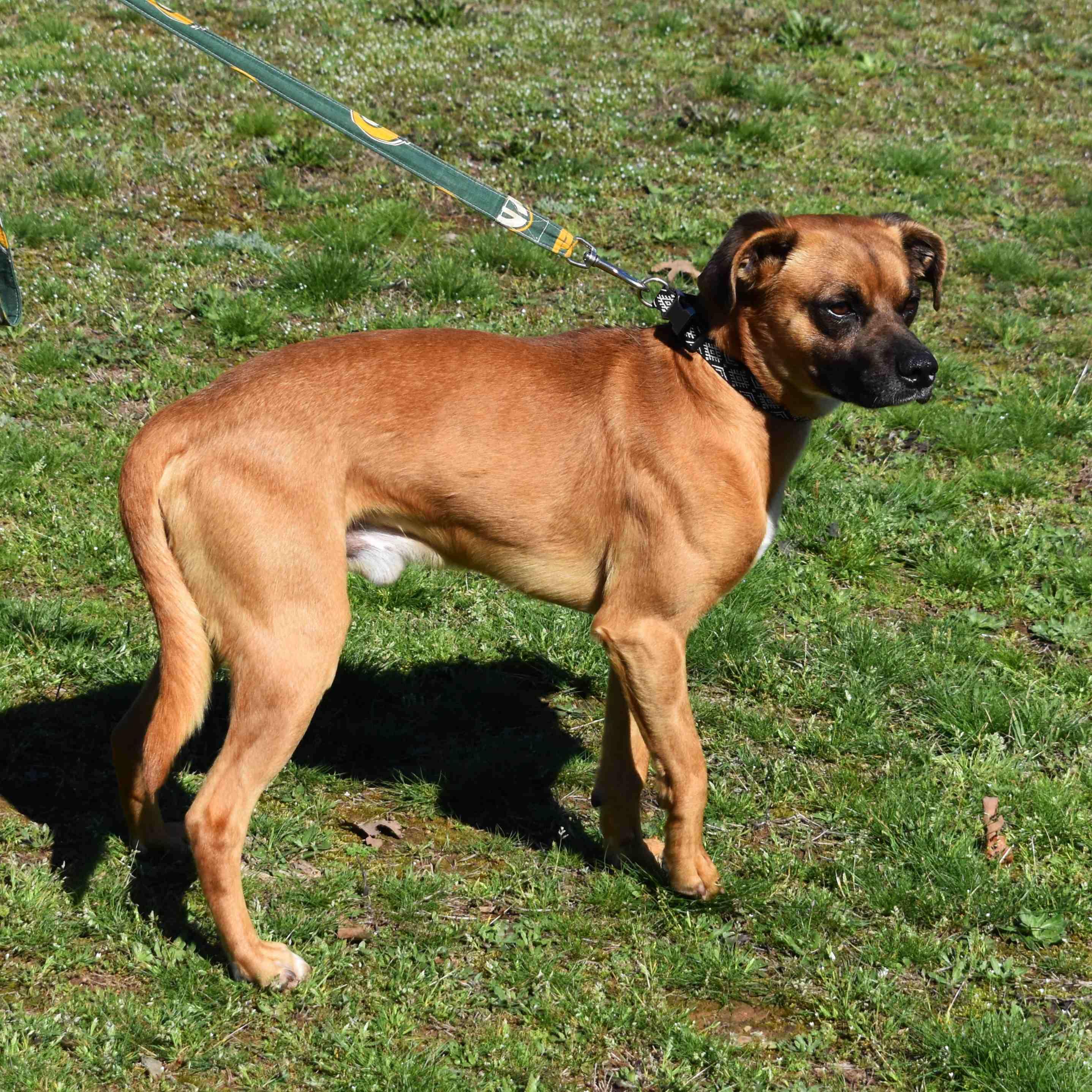 Dumas, a ADOPTABLE mixed breed in Searcy, AR image 5/6