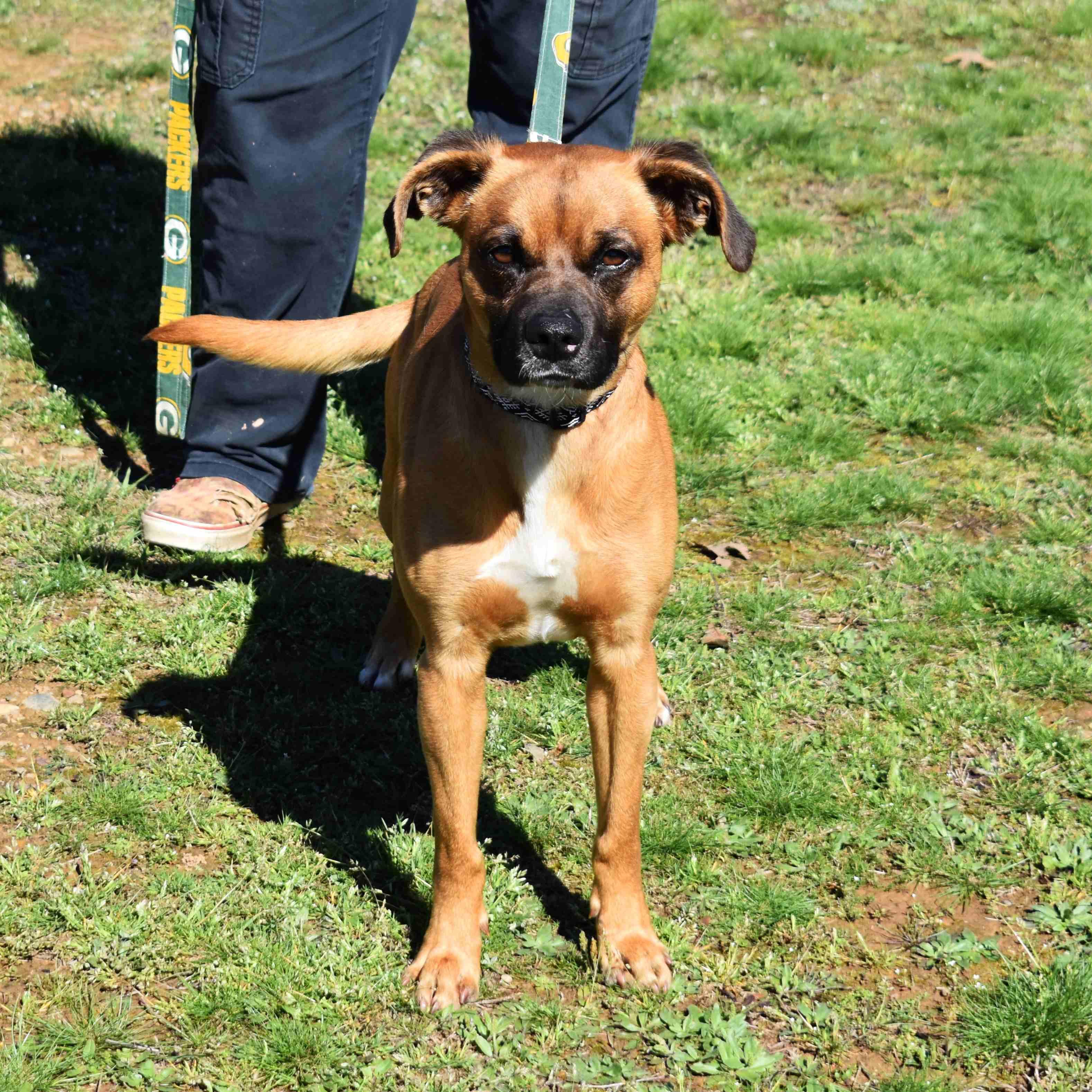 Dumas, a ADOPTABLE mixed breed in Searcy, AR image 2/6