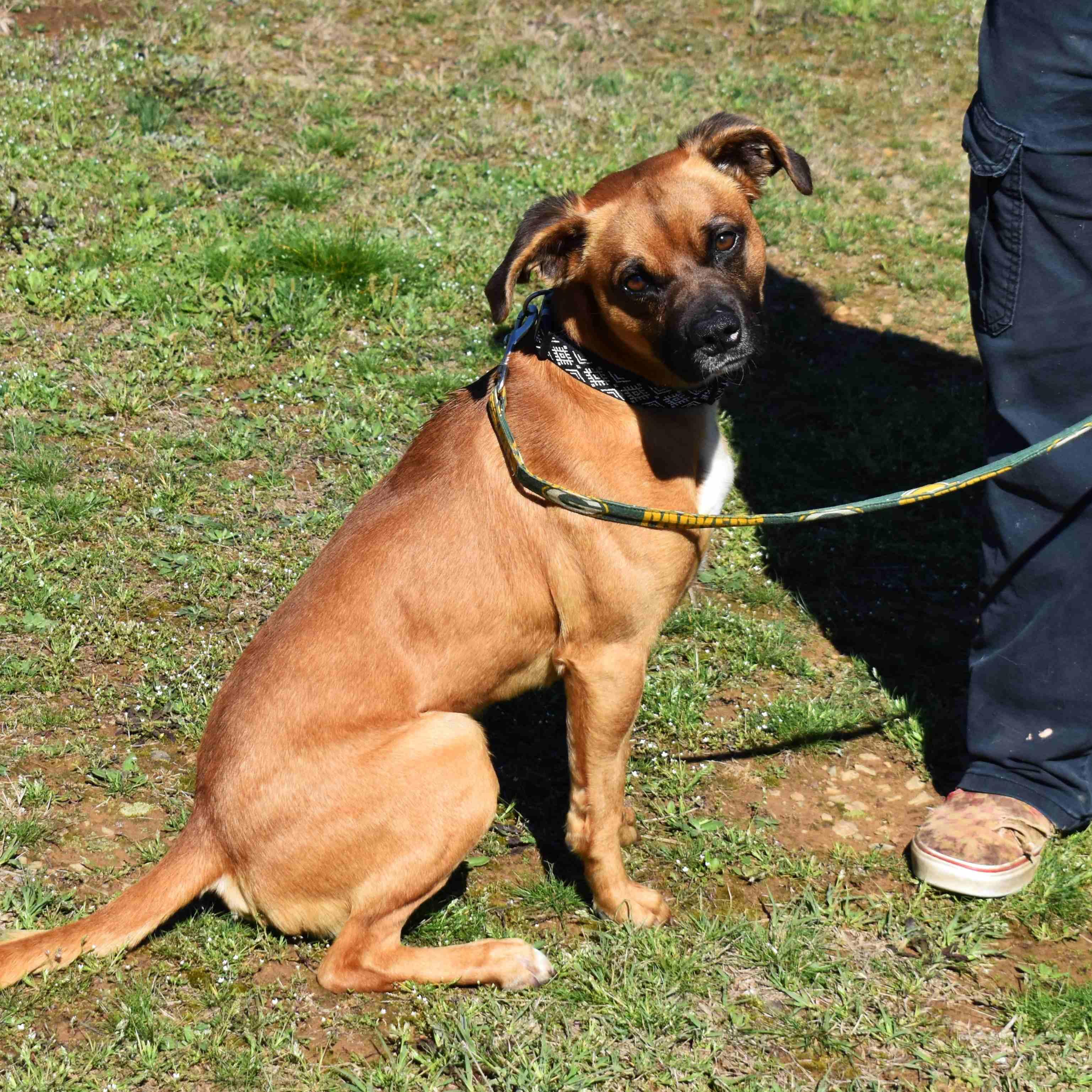 Dumas, a ADOPTABLE mixed breed in Searcy, AR image 1/6