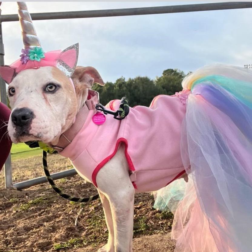 Hope 2, Adoptable, Adult Female American Bulldog & None.