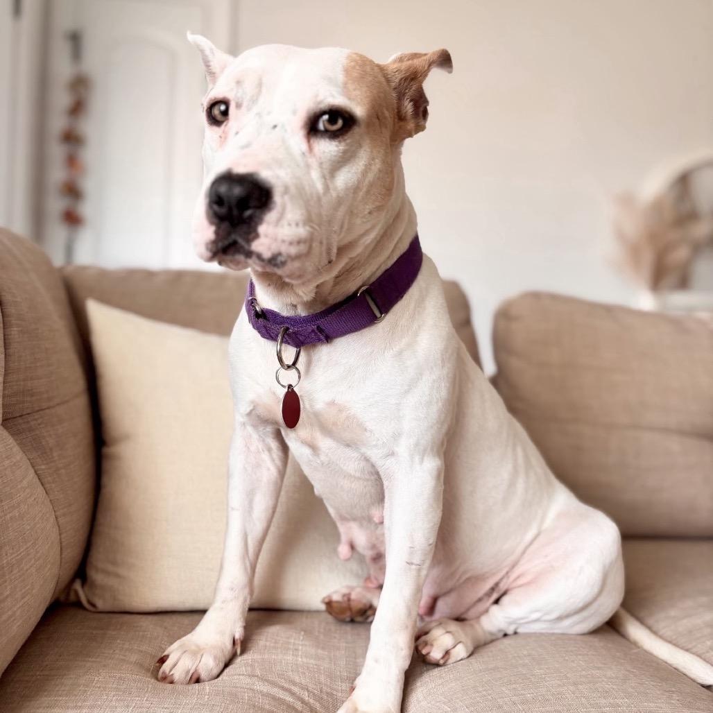 Enlarge Hope 2, a Adoptable American Bulldog in QUINCY, FL image 2/6