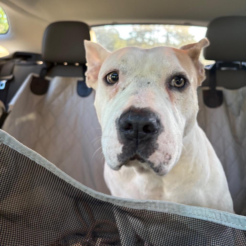 Enlarge Hope 2, a Adoptable American Bulldog in QUINCY, FL image 3/6