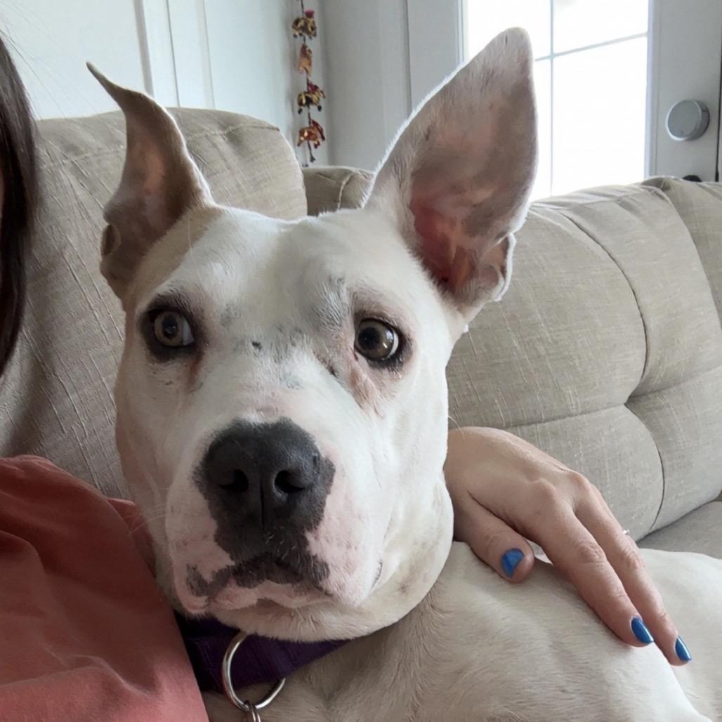 Enlarge Hope 2, a Adoptable American Bulldog in QUINCY, FL image 4/6