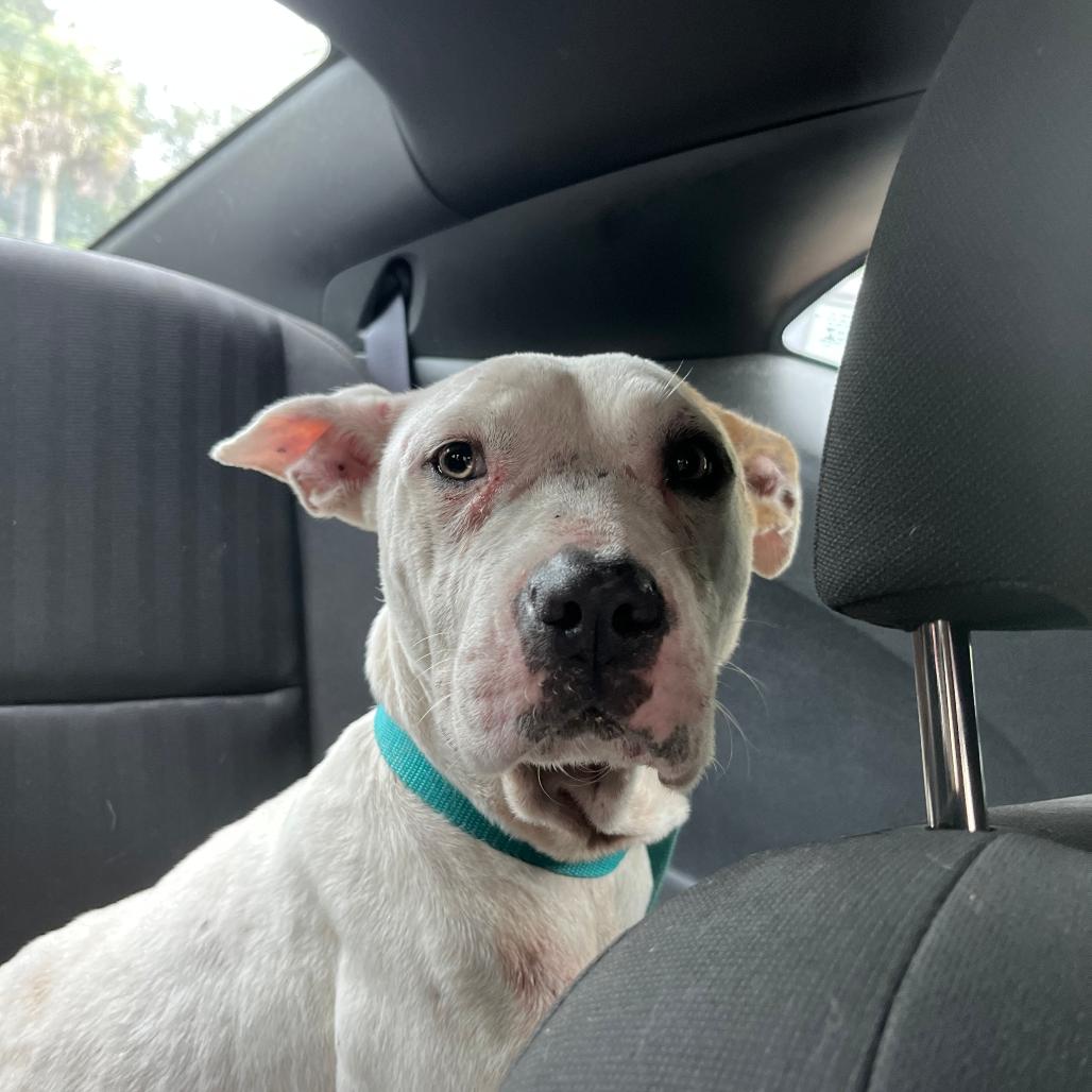 Enlarge Hope 2, a Adoptable American Bulldog in QUINCY, FL image 5/6