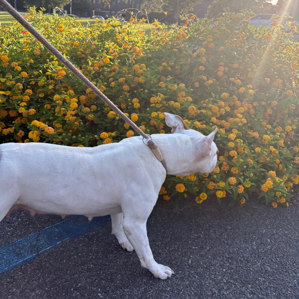 Enlarge Hope 2, a Adoptable American Bulldog in QUINCY, FL image 6/6