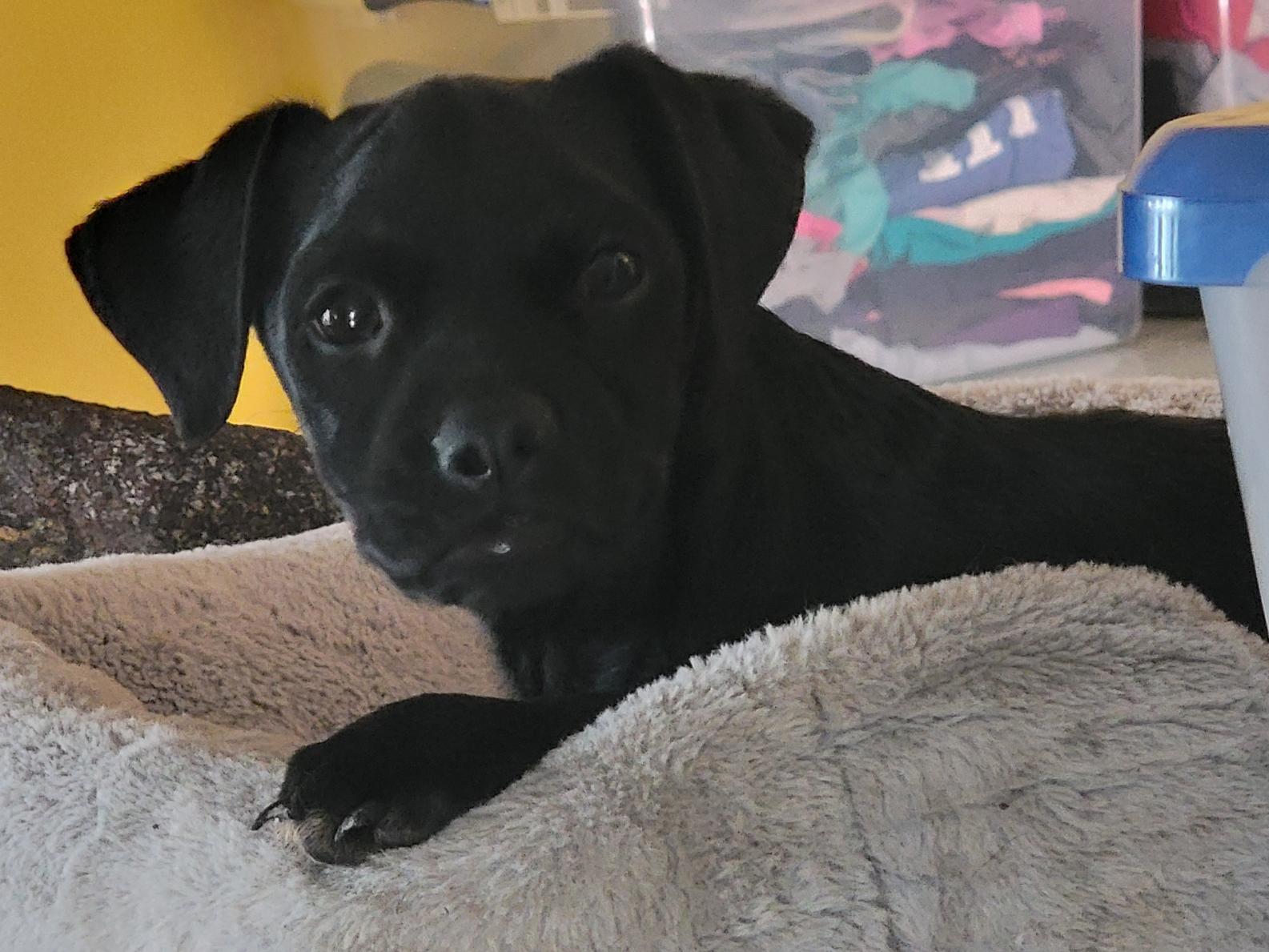 Pablo, a ADOPTABLE mixed breed in Sherman Oaks, CA image 1/2