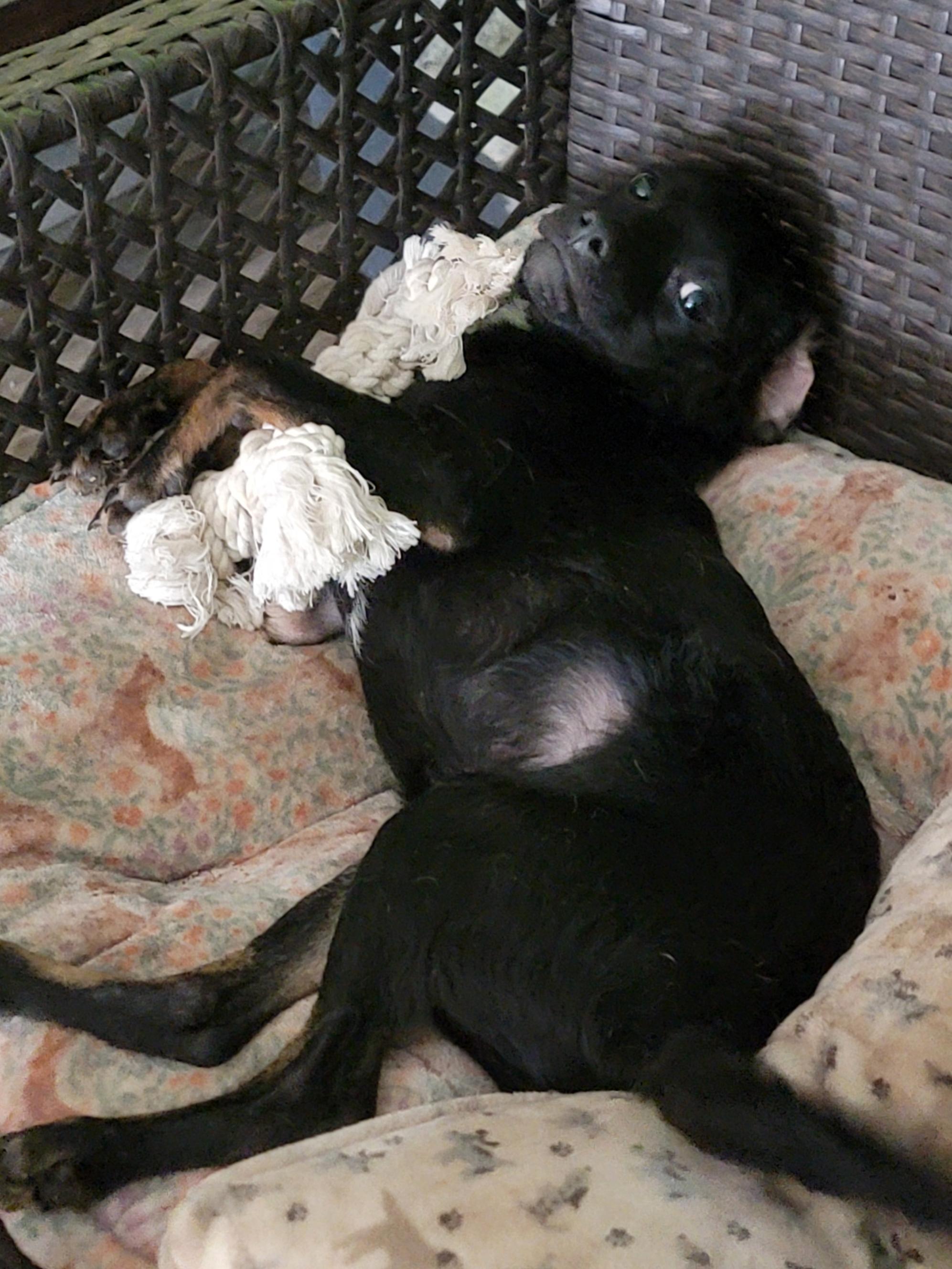 Pablo, a ADOPTABLE mixed breed in Sherman Oaks, CA image 2/2