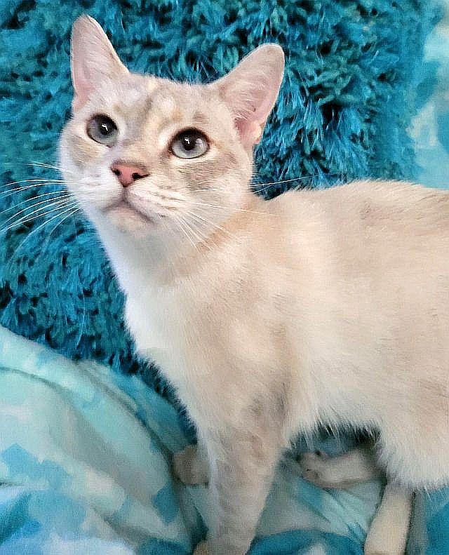 Enlarge MELODY, a Adoptable Siamese in Powder Springs, GA image 1/3