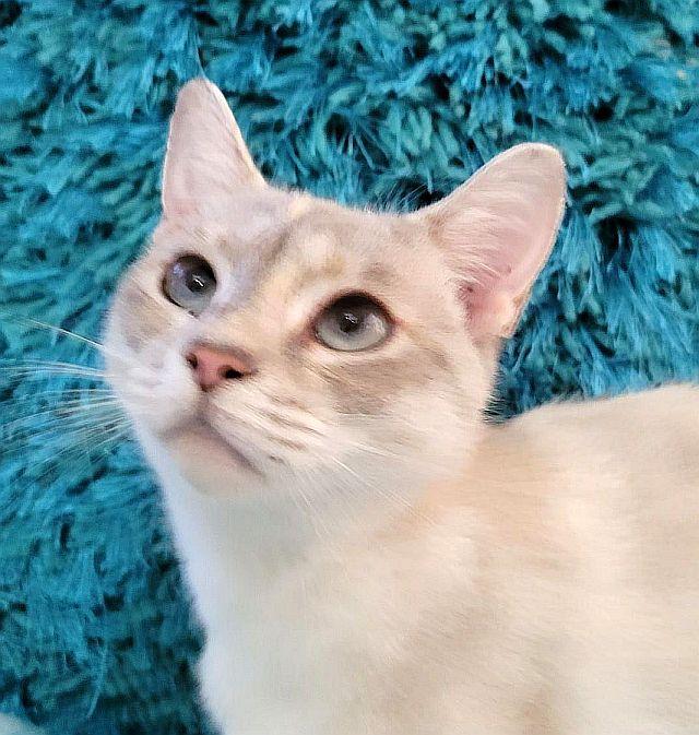 Enlarge MELODY, a Adoptable Siamese in Powder Springs, GA image 2/3