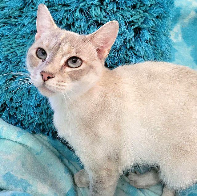 Enlarge MELODY, a Adoptable Siamese in Powder Springs, GA image 3/3