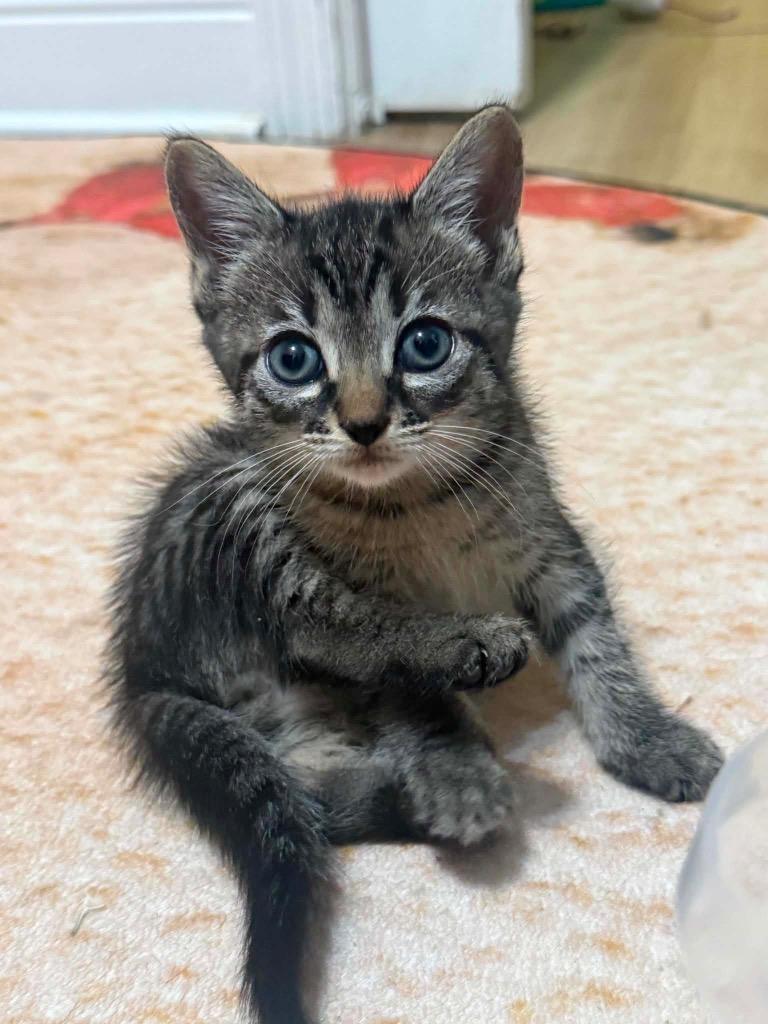 Enlarge Sashimi, a Adoptable mixed breed in Orlando, FL image 1/2