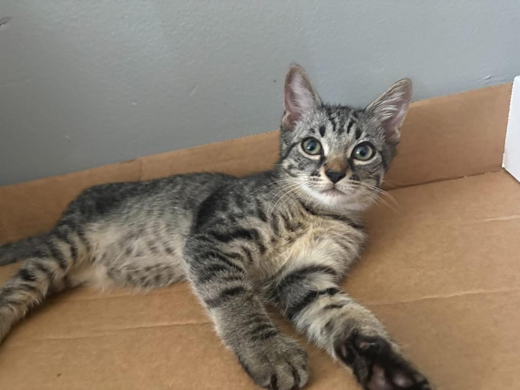 Sashimi, a Adoptable mixed breed in Orlando, FL image 2/3
