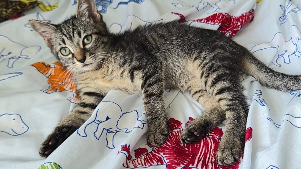 Enlarge Sashimi, a Adoptable mixed breed in Orlando, FL image 2/2
