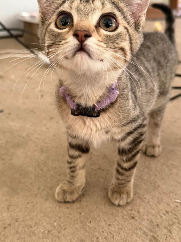 Penelope, Baby Female Domestic Short Hair