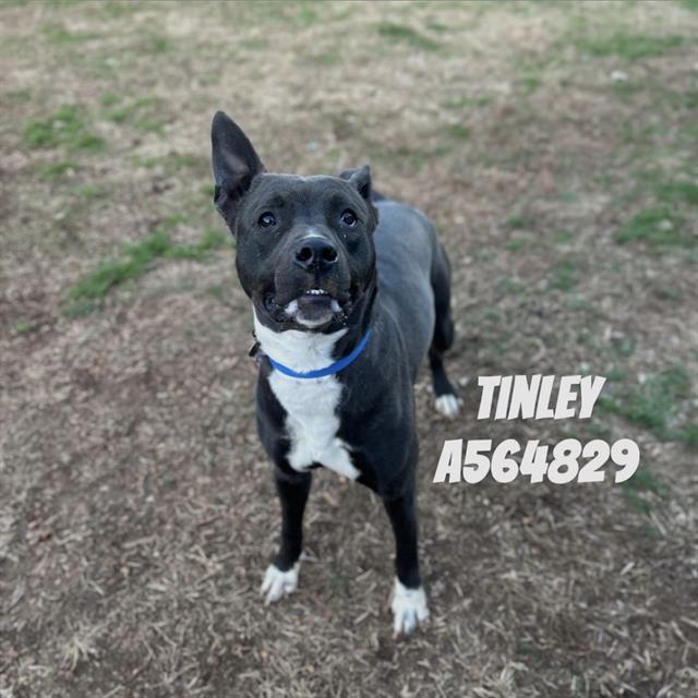 TINLEY, Adoptable, Young Female Pit Bull Terrier & Husky.