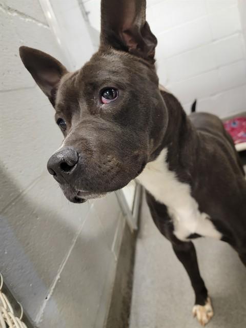 Enlarge TINLEY, a Adoptable mixed breed in Huntsville, AL image 1/1