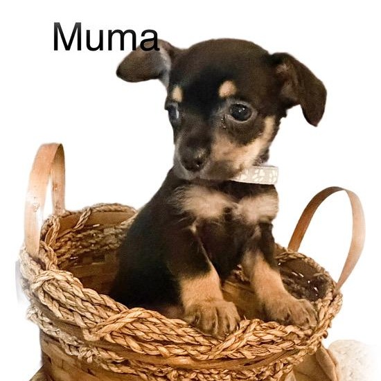 Enlarge Muma, an adopted mixed breed in Tulsa, OK image 2/2