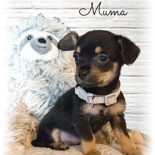 Enlarge Muma, an adopted mixed breed in Tulsa, OK image 1/2