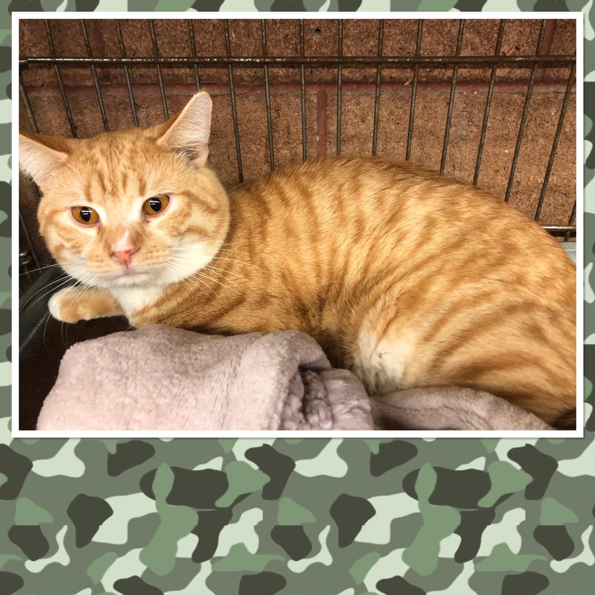 Enlarge LUCKY LUKE, a ADOPTABLE Domestic Short Hair in Buckhannon, WV image 1/1