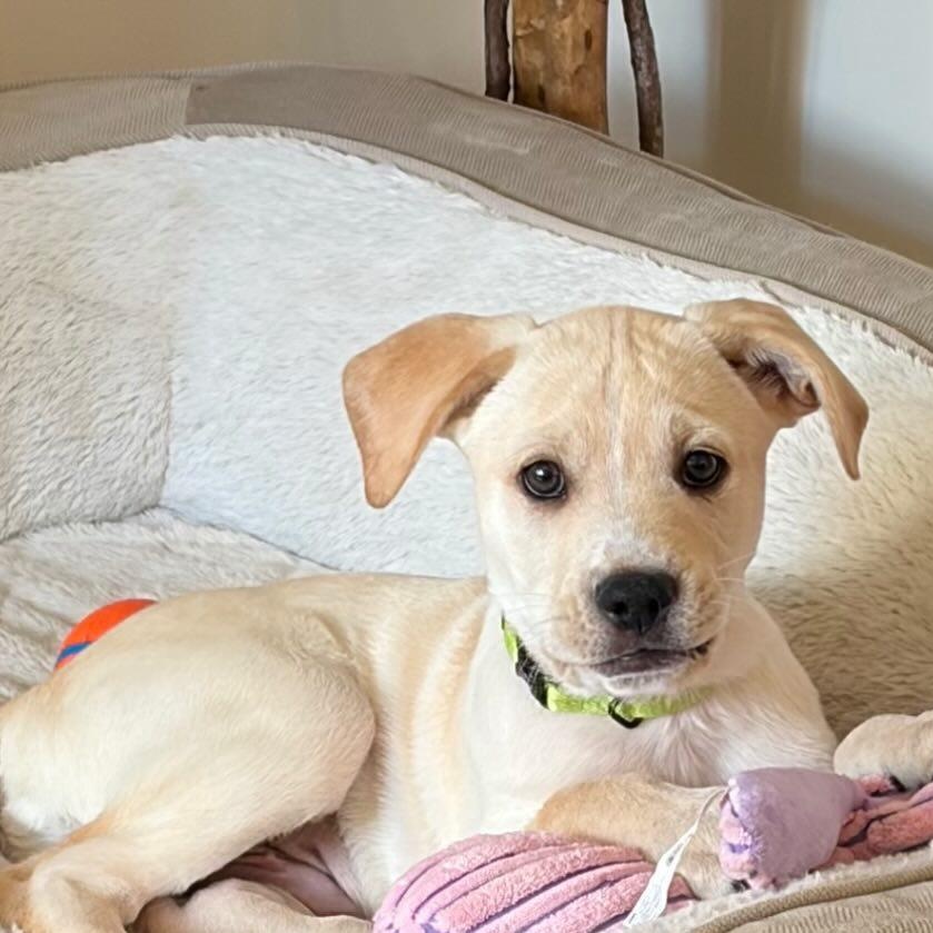 Enlarge Turtle, a Adoptable mixed breed in Charlotte, NC image 2/2