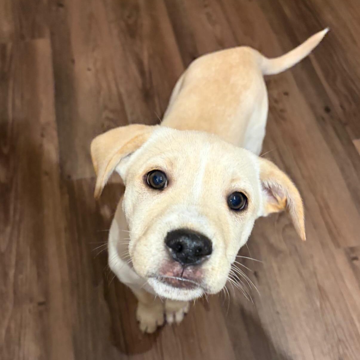 Turtle, Adoptable, Puppy Male Yellow Labrador Retriever.
