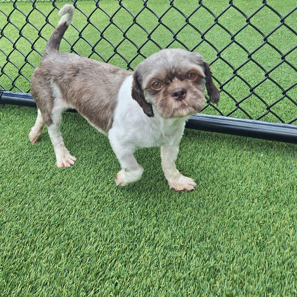 Oreo 5290, Adoptable, Adult Male Shih Tzu & None.