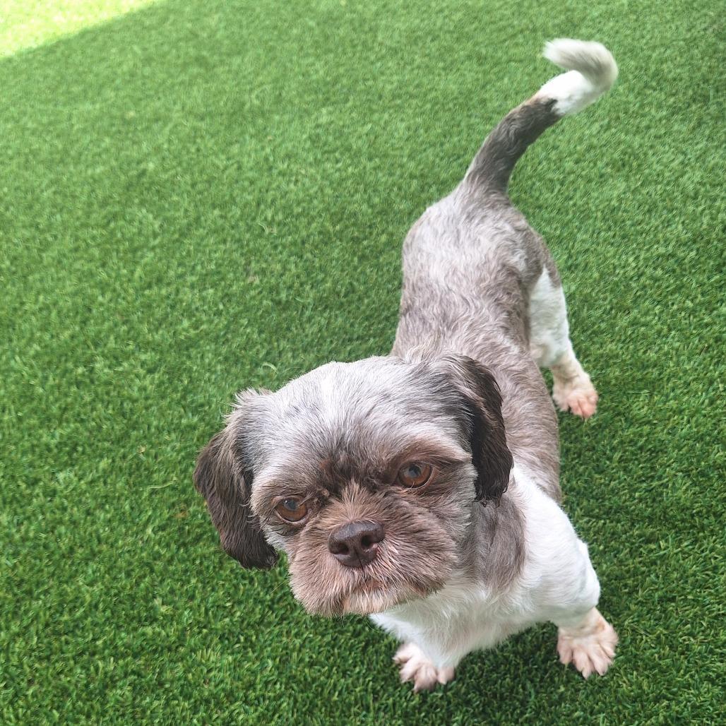 Enlarge Oreo 5290, a Adoptable Shih Tzu in LOXAHATCHEE, FL image 2/6