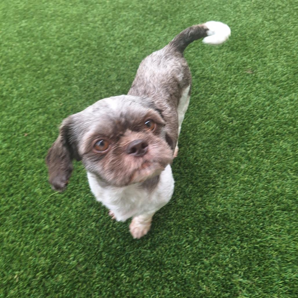Enlarge Oreo 5290, a Adoptable Shih Tzu in LOXAHATCHEE, FL image 3/6