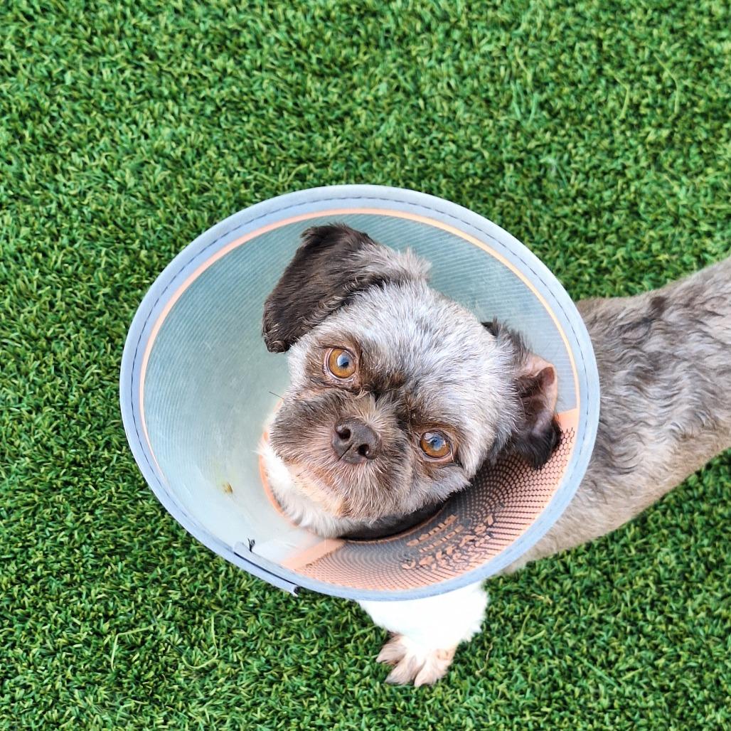 Enlarge Oreo 5290, a Adoptable Shih Tzu in LOXAHATCHEE, FL image 4/6